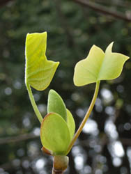 06_0414_yurinoki3.jpg