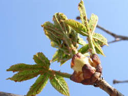 06_0417_b_toti2.jpg