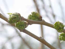 06_0419_kuwa1.jpg