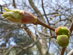 06_0420_platanus1.jpg
