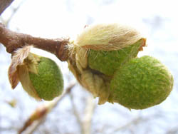 06_0420_platanus2.jpg