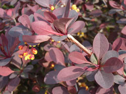 06_0422_megi1.jpg