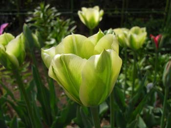 06_0422_tulip2.jpg