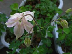 06_0427_odamaki2.jpg