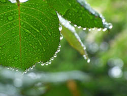 06_0511_raindrops1.jpg
