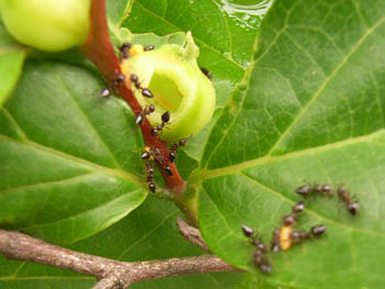 06_0512_ants4.jpg