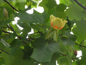 06_0517_yurinoki3.jpg