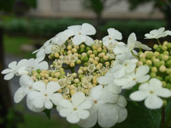 06_0520_gamazumi3.jpg
