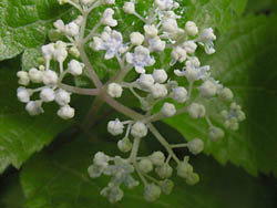 06_0520_gamazumi4.jpg