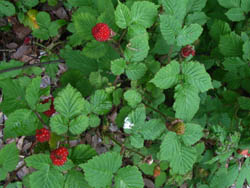 06_0522_kusaiti01.jpg