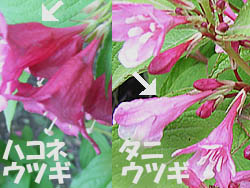 06_0526_hakone_u4.jpg