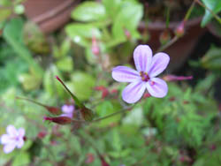 06_0529_garden1.jpg