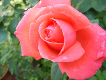 06_0529_garden4.jpg
