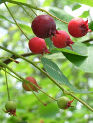 06_0608_juneberry2.jpg