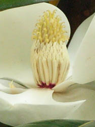 06_0608_taisanboku3.jpg