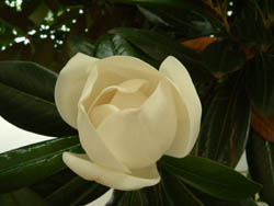 06_0608_taisanboku4.jpg