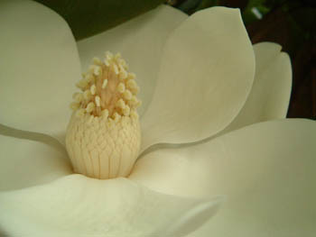 06_0608_taisanboku6.jpg