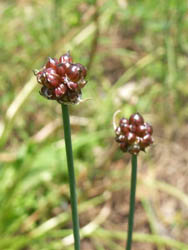 06_0610_nobiru2.jpg