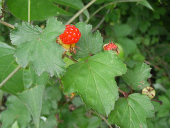 06_0611_nigaitigo2.jpg