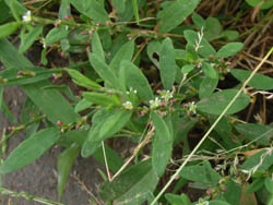 06_0614_mitiyanagi1.jpg