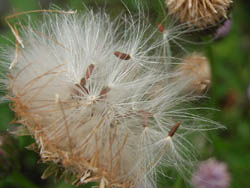 06_0616_kitune_a1.jpg