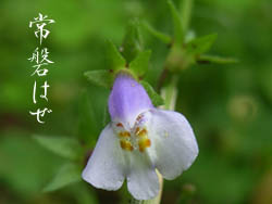 06_0619_tokiwahaze3.jpg