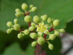 06_0626_nobudo1.jpg