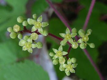 06_0626_nobudo2.jpg