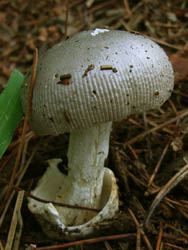 06_0628_kinoko1.jpg