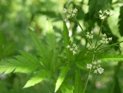 06_0706_yabu_sira01.jpg