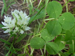 06_0708_clover.jpg