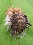 06_0712_7kamenoko3.jpg