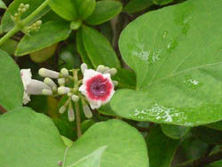 06_0719_saotome3.jpg
