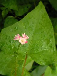 06_0724_mamakono.jpg