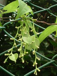 06_0801_yamanoimo4.jpg