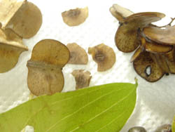 06_0801_yamanoimo6.jpg