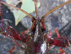 06_0810_zarigani5.jpg