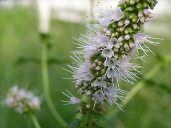 06_0813_spearmint3.jpg