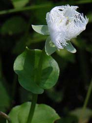 06_0902_sirahigeso2.jpg