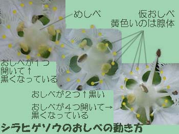 06_0902_sirahigeso6.jpg