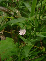 06_0907_i_akabana1.jpg