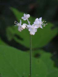 06_0908_yabumyoga1.jpg
