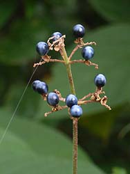 06_0908_yabumyoga6.jpg
