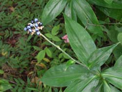 06_0908_yabumyoga7.jpg