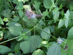 06_0909_kawamidori4.jpg