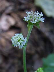 06_0912_nobuki2.jpg