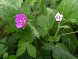 06_0917_gennoshoko1.jpg