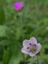 06_0917_gennoshoko2.jpg