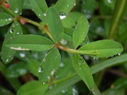 06_0918_yahazuso1.jpg