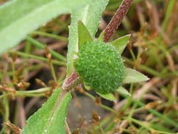 06_0919_takasaburo5.jpg